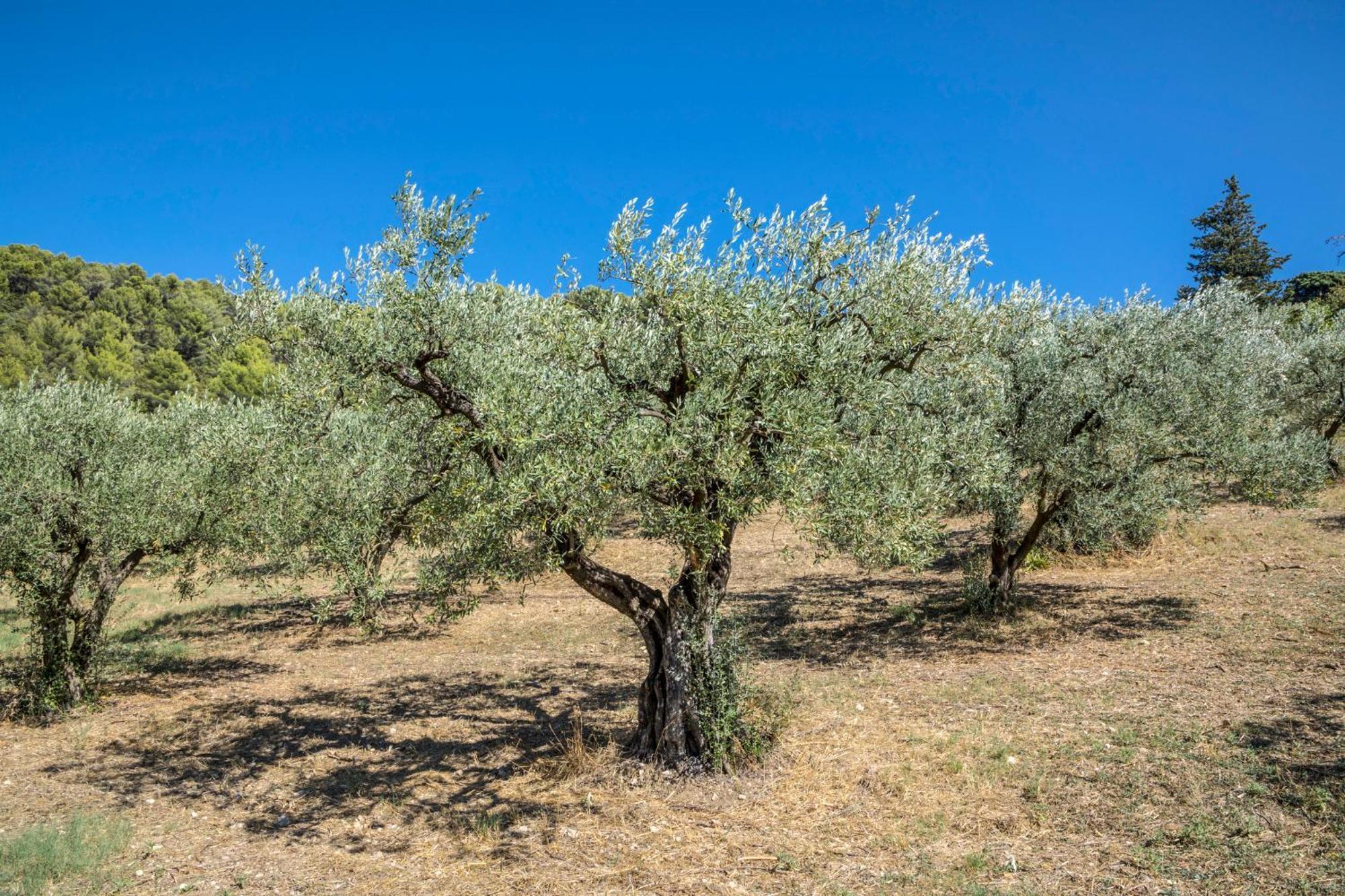 Maison Tendance Avec Jardin, Centre Village, Alpilles, Familles Eyragues Bagian luar foto